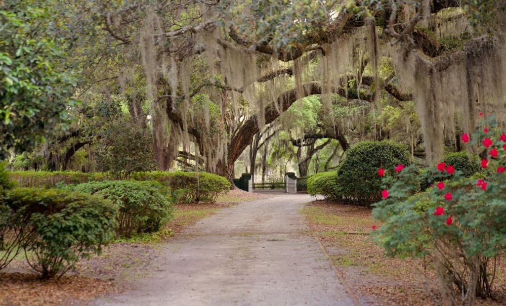 The Origin of Mayfield Plantation and WHERE THE RIVERS MERGE
